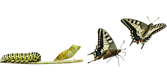 evolving